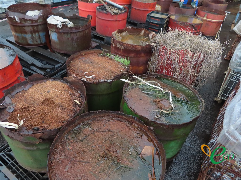 多数のドラム缶を斜め上から見た様子。天板が朽ちて開いた缶が並び、乾いた粒状のもの、水がたまったもの、枯れ草が生えたものなど、缶ごとに中身の状態が異なっている